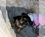 Image preview for Ad Listing. Nickname: Yorkie Mix