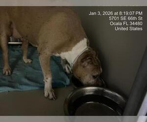 American Pit Bull Terrier Dogs for adoption in Ocala, FL, USA