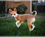 Small #3 Chihuahua Mix