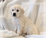 Small Photo #4 Golden Retriever Puppy For Sale in GREENCASTLE, PA, USA