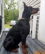 Small Photo #12 Doberman Pinscher Puppy For Sale in HIGH SPRINGS, FL, USA