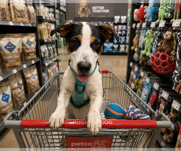 Medium Photo #2 Beagle-Border Collie Mix Puppy For Sale in Mt. Laurel, NJ, USA