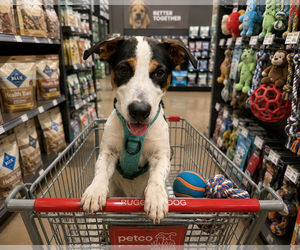Cole - Male Border Collie-Jack Russell Terrier Mix Dog for Adoption - Photo #2
