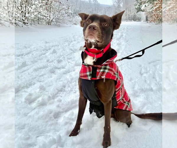 Medium Photo #15 Australian Kelpie-Unknown Mix Puppy For Sale in Canton, CT, USA