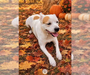 Pippa - new Fall pics - Female Bostin American Bulldog Dog for Adoption - Photo #3