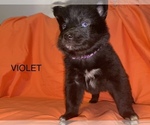 Small Photo #1 Australian Shepherd-Huskimo Mix Puppy For Sale in BUFFALO, NY, USA