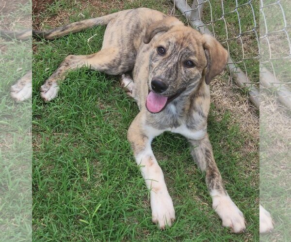 Medium Photo #7 Catahoula Leopard Dog-Great Pyrenees Mix Puppy For Sale in Clinton, OK, USA