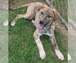 Small #6 Catahoula Leopard Dog-Great Pyrenees Mix