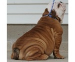 Small Photo #4 Beabull-English Bulldog Mix Puppy For Sale in NAPPANEE, IN, USA