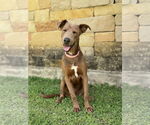 Small #4 Weimaraner Mix