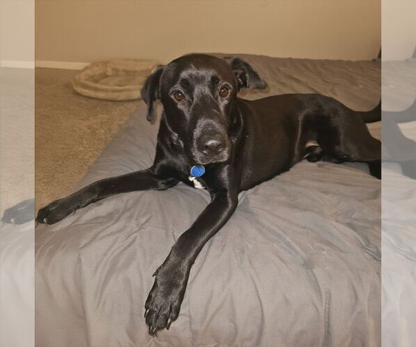 Medium Photo #3 Shepradors Puppy For Sale in Caribou, ME, USA