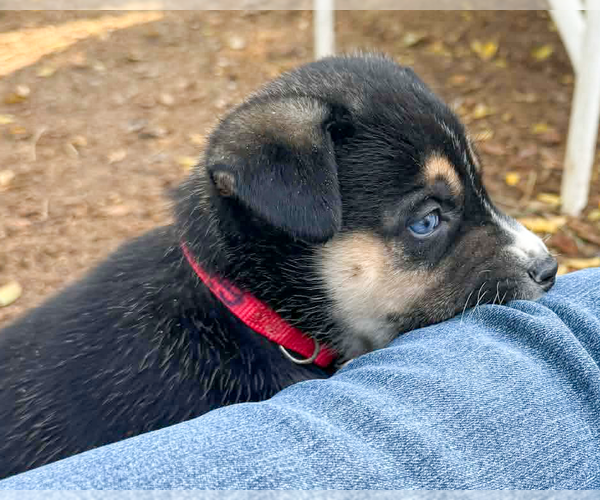 Medium Photo #4 Pyrenees Husky Puppy For Sale in Corona, CA, USA