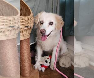 Sadie - Female Golden Retriever-Unknown Mix Dog for Adoption - Photo #4