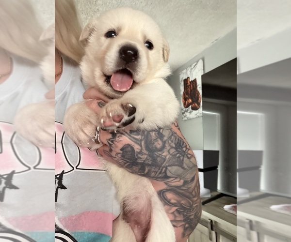 Medium Photo #8 German Shepherd Dog Puppy For Sale in PORT RICHEY, FL, USA