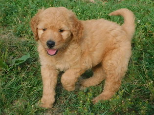Goldendoodle Puppy for sale in ODON, IN, USA