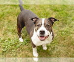 Small American Staffordshire Terrier Mix