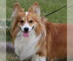 Small Photo #11 Pembroke Welsh Corgi Puppy For Sale in LUTHER, OK, USA