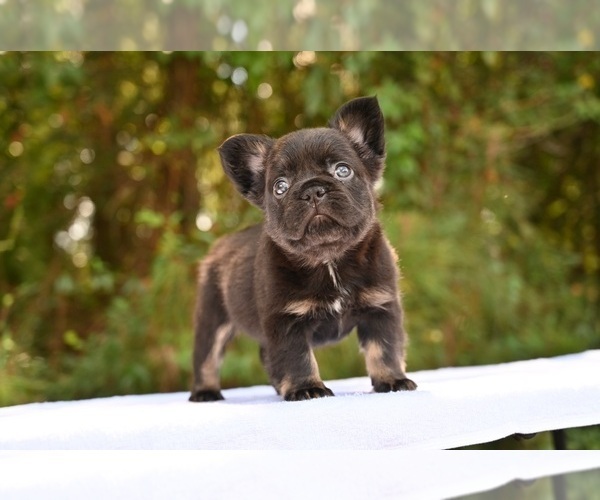 Medium Photo #3 French Bulldog Puppy For Sale in DECATUR, GA, USA