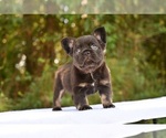 Small Photo #4 French Bulldog Puppy For Sale in DECATUR, GA, USA
