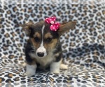 Small #2 Pembroke Welsh Corgi