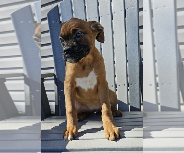 Medium Photo #4 Boxer Puppy For Sale in EDINA, MO, USA