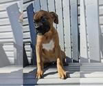 Small Photo #4 Boxer Puppy For Sale in EDINA, MO, USA