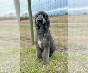 Labradoodle Dog for Adoption in Pacolet, South Carolina USA