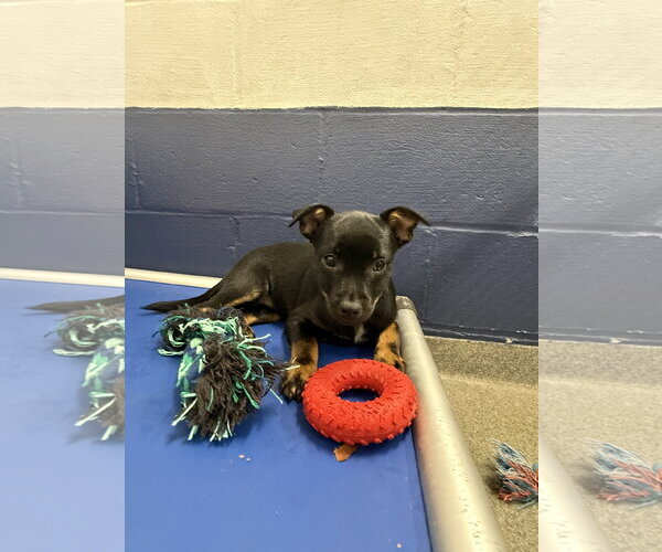 Medium Photo #2 Chihuahua-Unknown Mix Puppy For Sale in Sterling, MA, USA