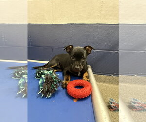 Bunny 2mo AVA 10/7 Kids 10 + Only - Female Chihuahua-Unknown Mix Dog for Adoption - Photo #2