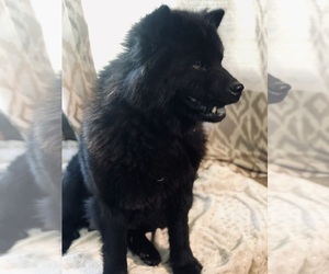 Mother of the Australian Shepherd-Chow Chow Mix puppies born on 03/12/2025