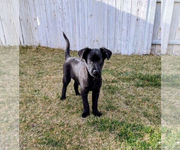 Medium Photo #11 Collie-Unknown Mix Puppy For Sale in Sandy, UT, USA