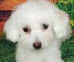 Image preview for Ad Listing. Nickname: NELLIE