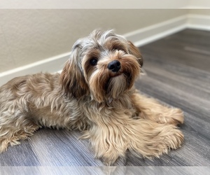 Yorkshire Terrier Puppy for sale in JACKSONVILLE, FL, USA