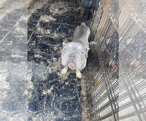 Walter - Male French Bulldog Dog for Adoption - Photo #2