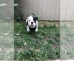 Small Photo #4 Olde English Bulldogge Puppy For Sale in OLATHE, KS, USA