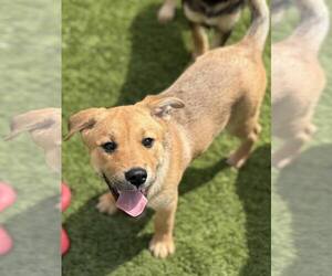 Mutt Dogs for adoption in La Verne, CA, USA