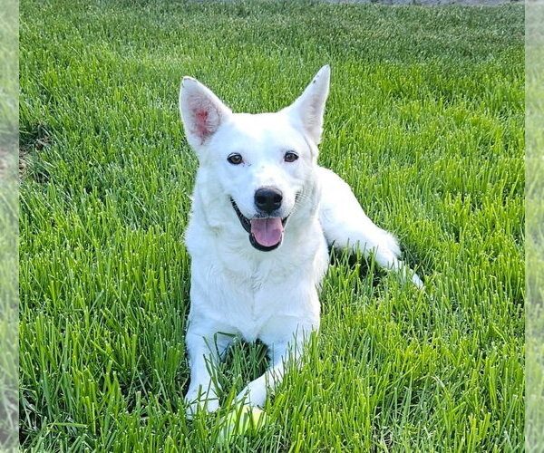 Medium Photo #17 Mutt Puppy For Sale in Lakewood, CO, USA