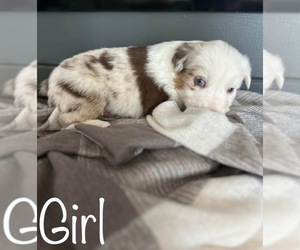 Australian Shepherd Puppy for sale in WASHINGTON, MI, USA