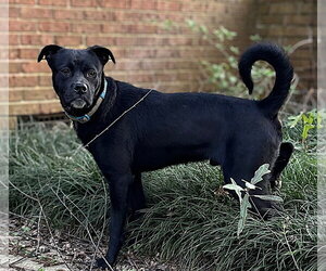 Doppio - Male Chihuahua-Labrador Retriever Mix Dog for Adoption - Photo #4