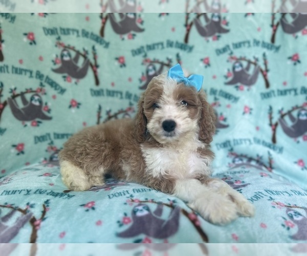 Medium Photo #8 Cockapoo Puppy For Sale in LAKELAND, FL, USA
