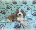 Small #7 Cockapoo