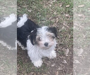 Maltipom Puppy for sale in AUSTIN, TX, USA