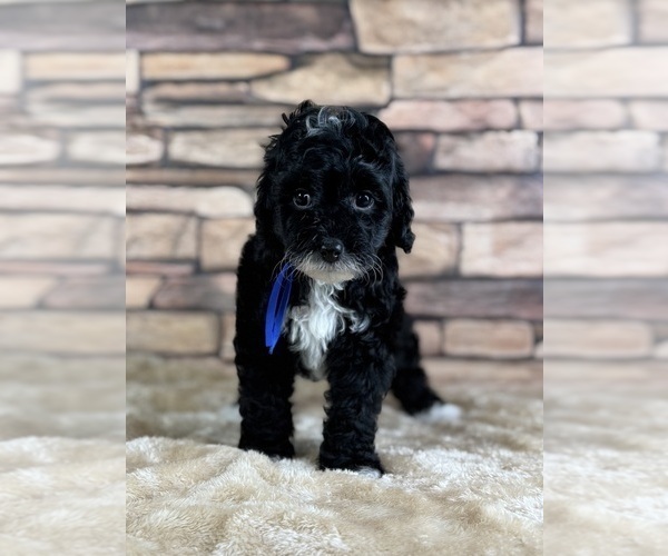 Medium Photo #11 Goldendoodle (Miniature) Puppy For Sale in HALTOM CITY, TX, USA