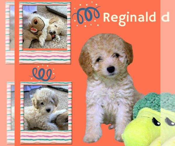 Medium Photo #1 Poochon Puppy For Sale in Lindsay, CA, USA