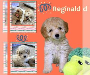 Poochon Dogs for adoption in Lindsay, CA, USA