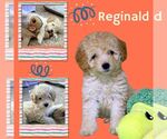 Reginald (Posh Puppy) - Male Poochon Dog for Adoption - Small photo