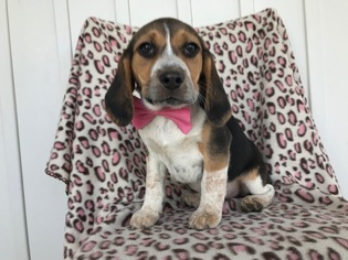 Beagle Puppy for sale in EAST EARL, PA, USA