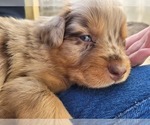 Small Photo #8 Australian Shepherd Puppy For Sale in RAYMORE, MO, USA