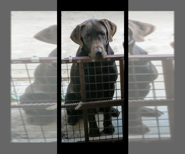 Medium Photo #1 Labrador Retriever Puppy For Sale in PITTSBURG, CA, USA