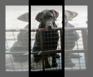 Father of the Labrador Retriever puppies born on 05/03/2025